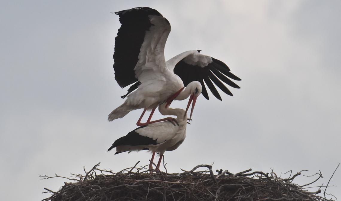 Korrekorder gólya 2025