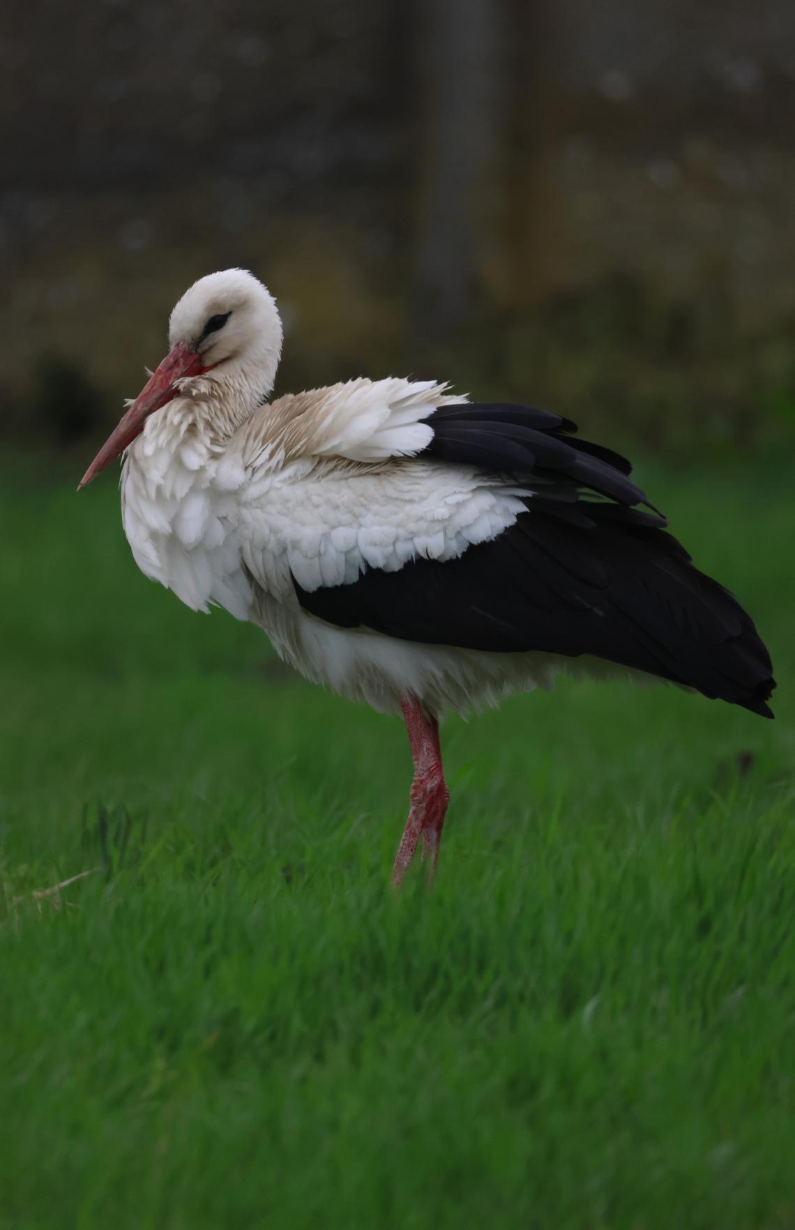 Korrekorder gólya 2026