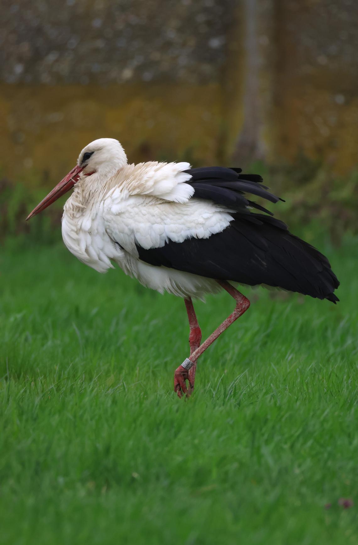 Korrekorder gólya 2026