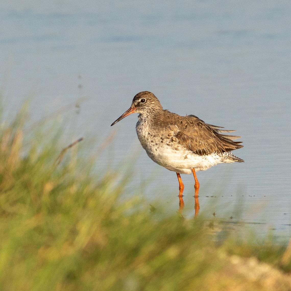 Piroslábú cankó  ( Fotó: Tokody Béla)