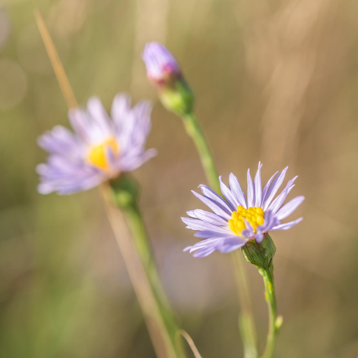 Sziki őszirózsa ( Fotó: Tokody Béla)