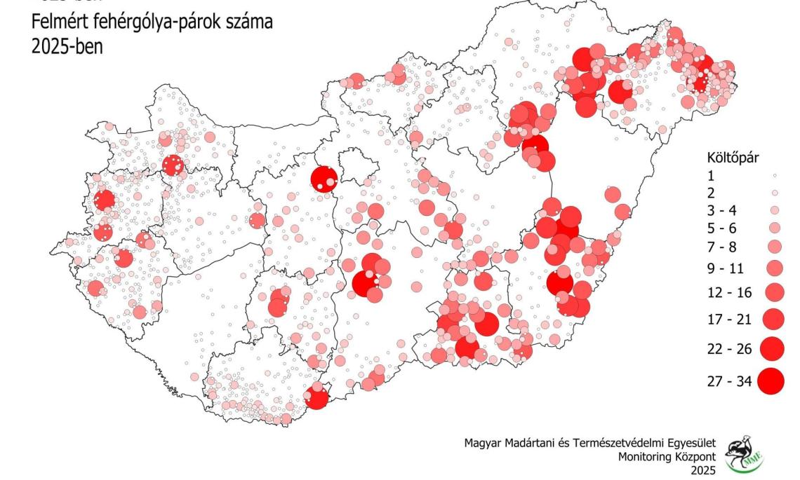 A felmért fehérgólya-párok száma 2025-ben