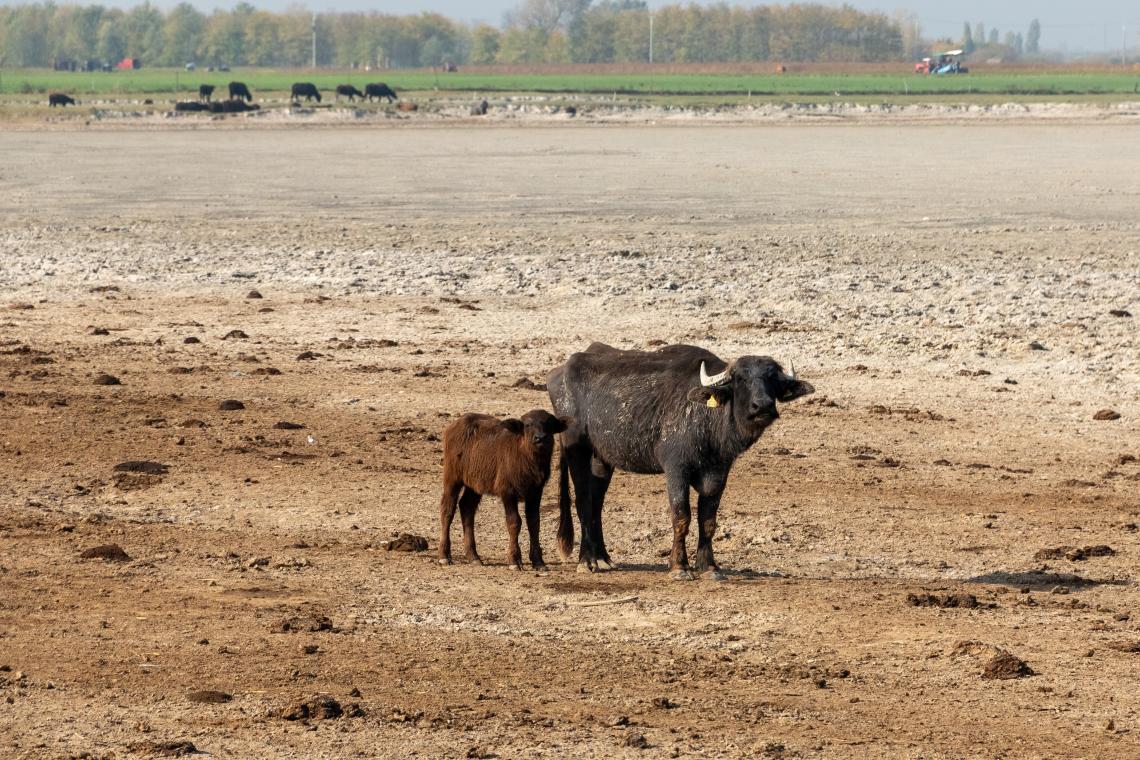 Vízibivalyok egy kiszáradt szikes tóban ( Fotó: Tokody Béla) 