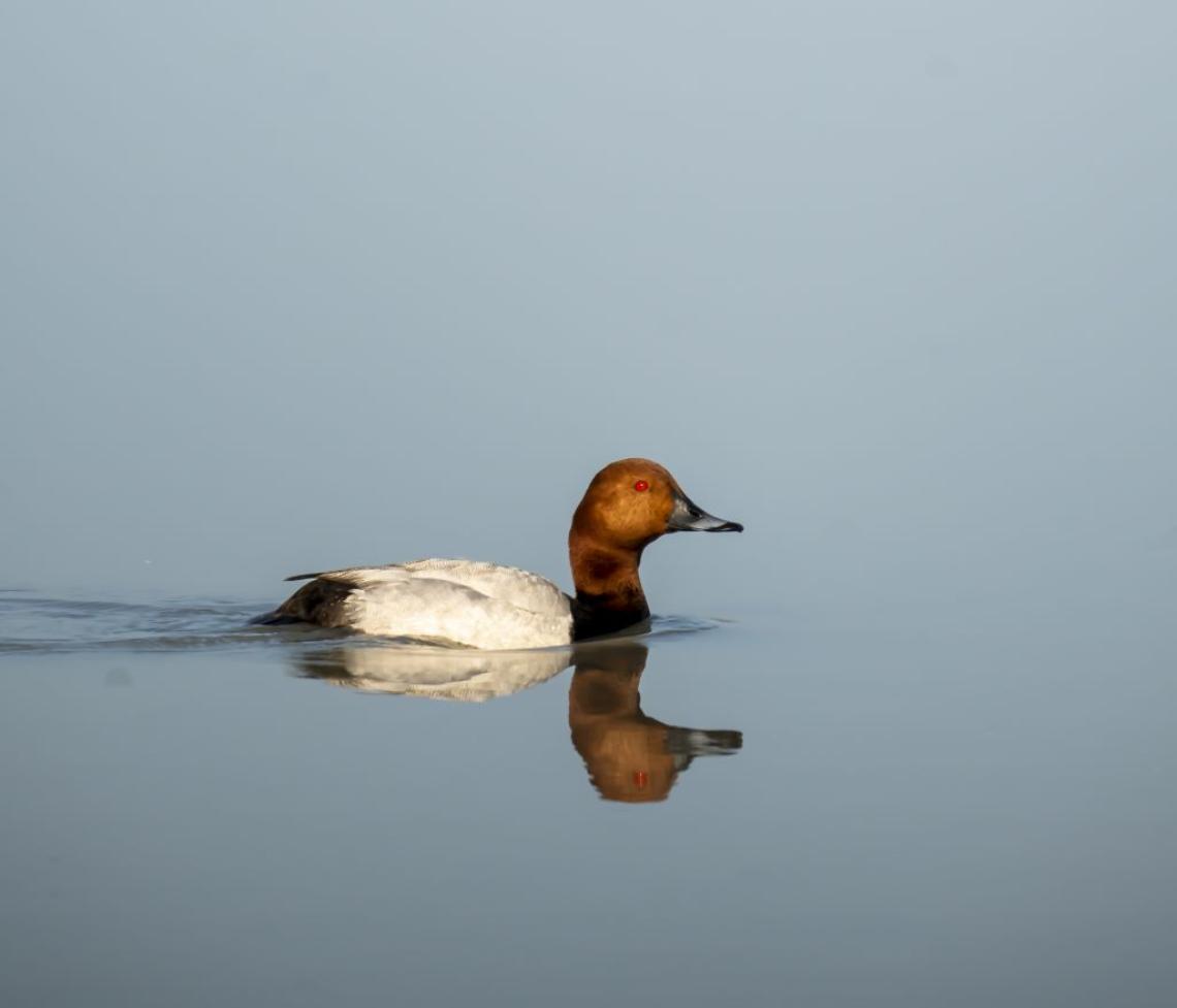 Barátréce gácsér (Fotó: Tokody Béla)