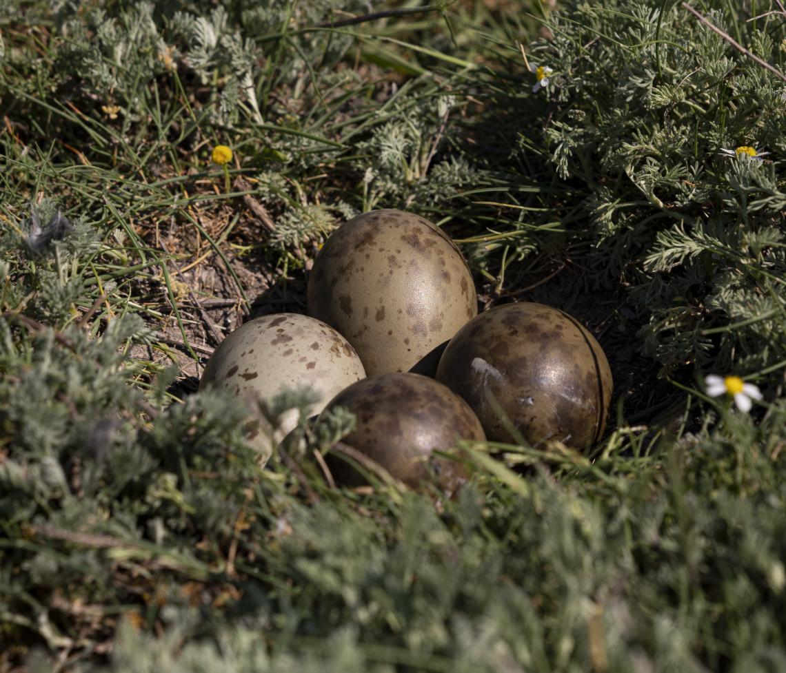 A földön fészkelő nagy goda tojásaira nagy veszélyt jelentenek a ragadozó fajok ( Fotó: Tokody Béla)