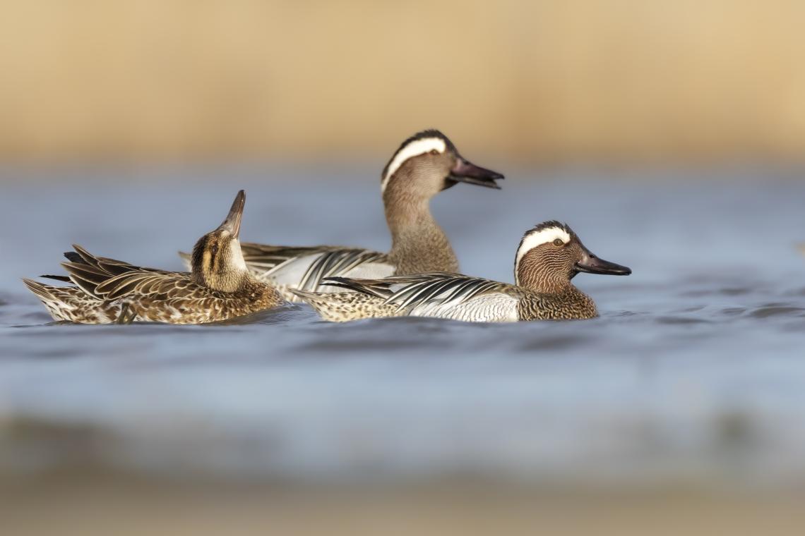 Böjti récék ( Fotó: Simay Gábor)