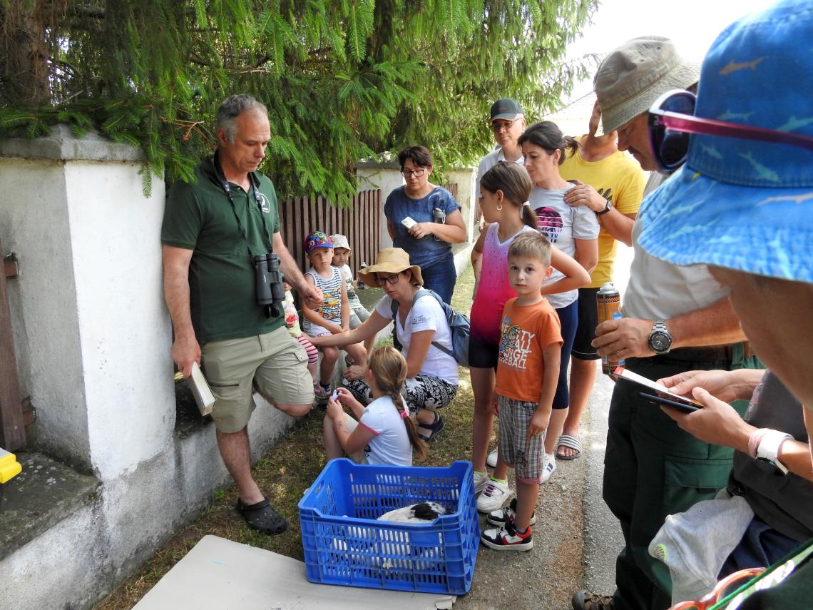 Fehérgólyák látványgyűrűzése