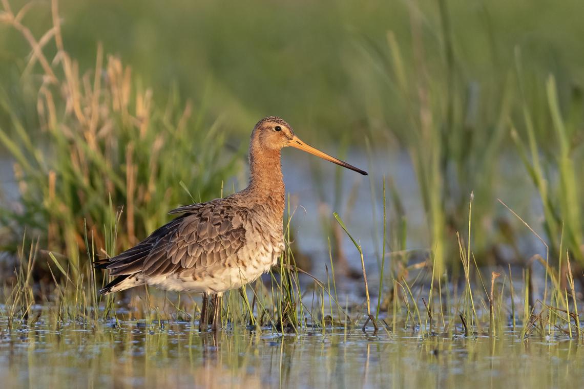 Nagy goda (Fotó: Balla Dániel)