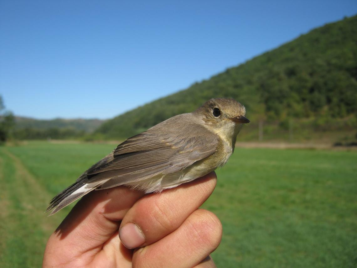 Kis légykapót is gyűrűztek a Bódva-völgyi táborban - Balázsi Péter fotója