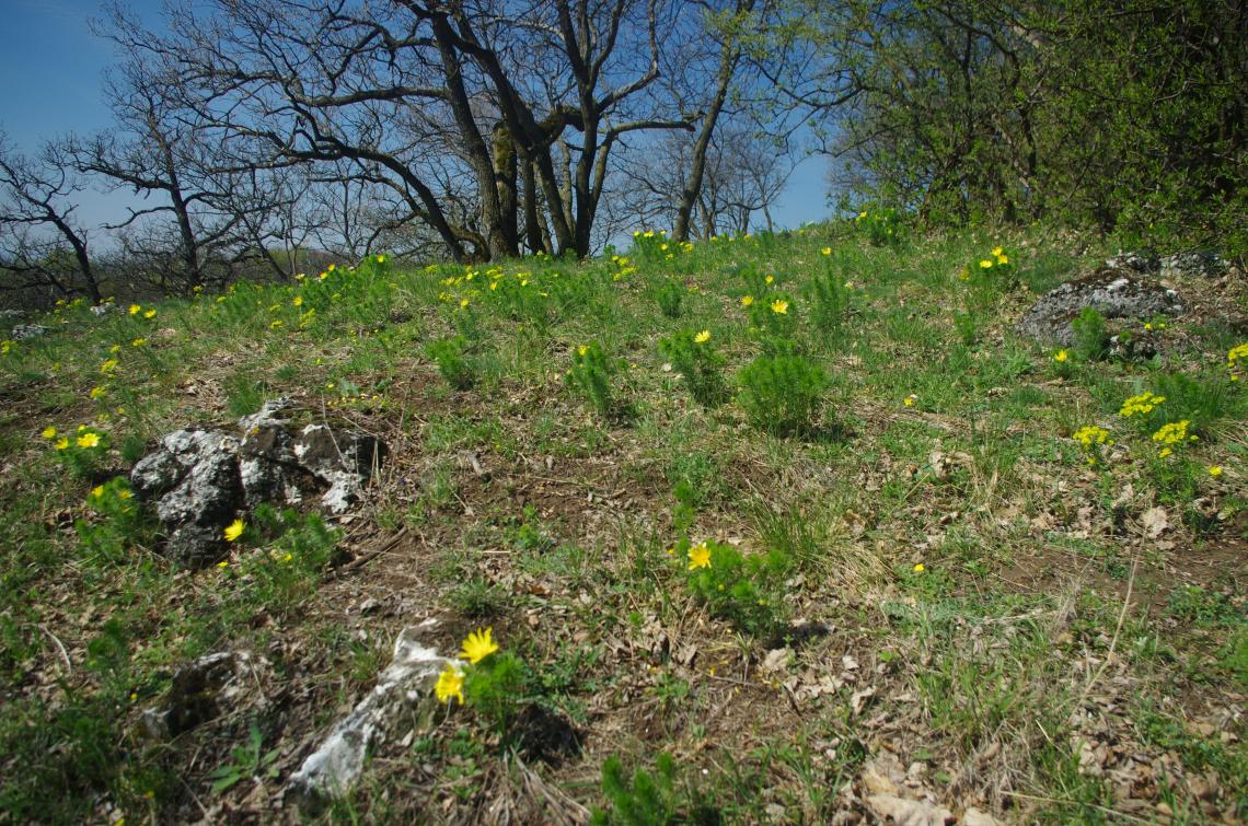 Déli kitettségű, bokorerdő jellegű tölgyesben nyíló tavaszi héricsek