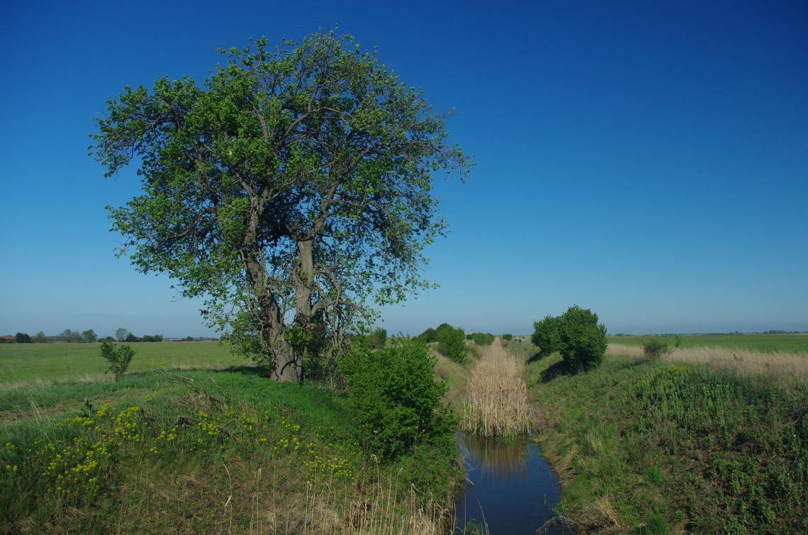 sokféleség
