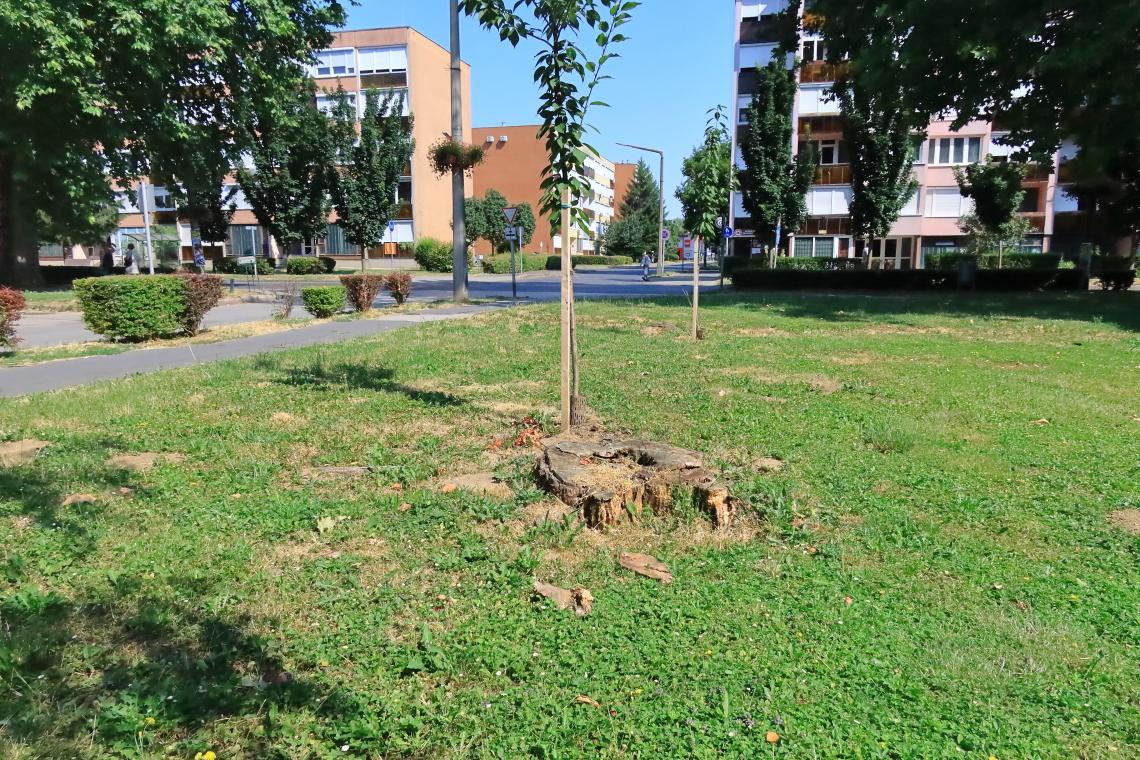 bogartanyaronk_tusko_Dombovar_20250706_Orban_Zoltan_1.JPG