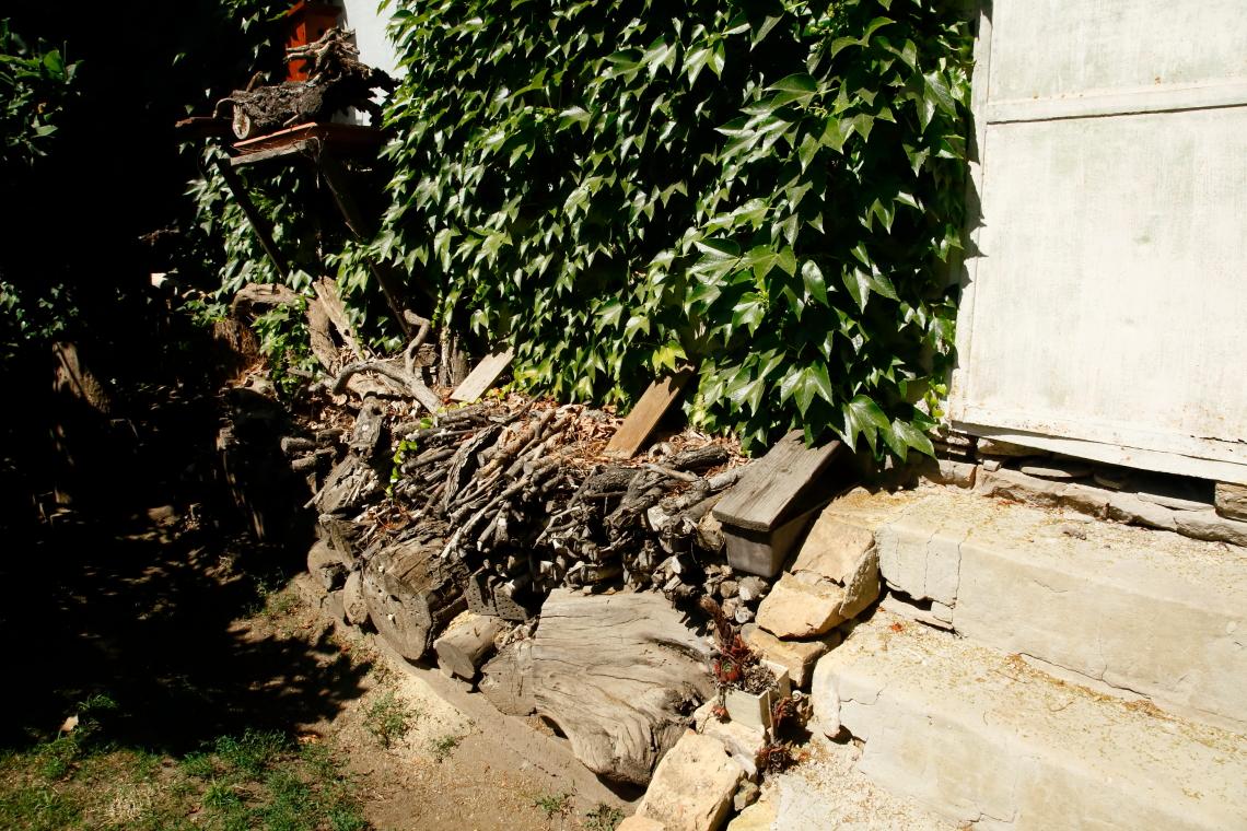 hangyaleso_homoktalcak_farakasban_Budapest_20200714_Orban_Zoltan_02.JPG
