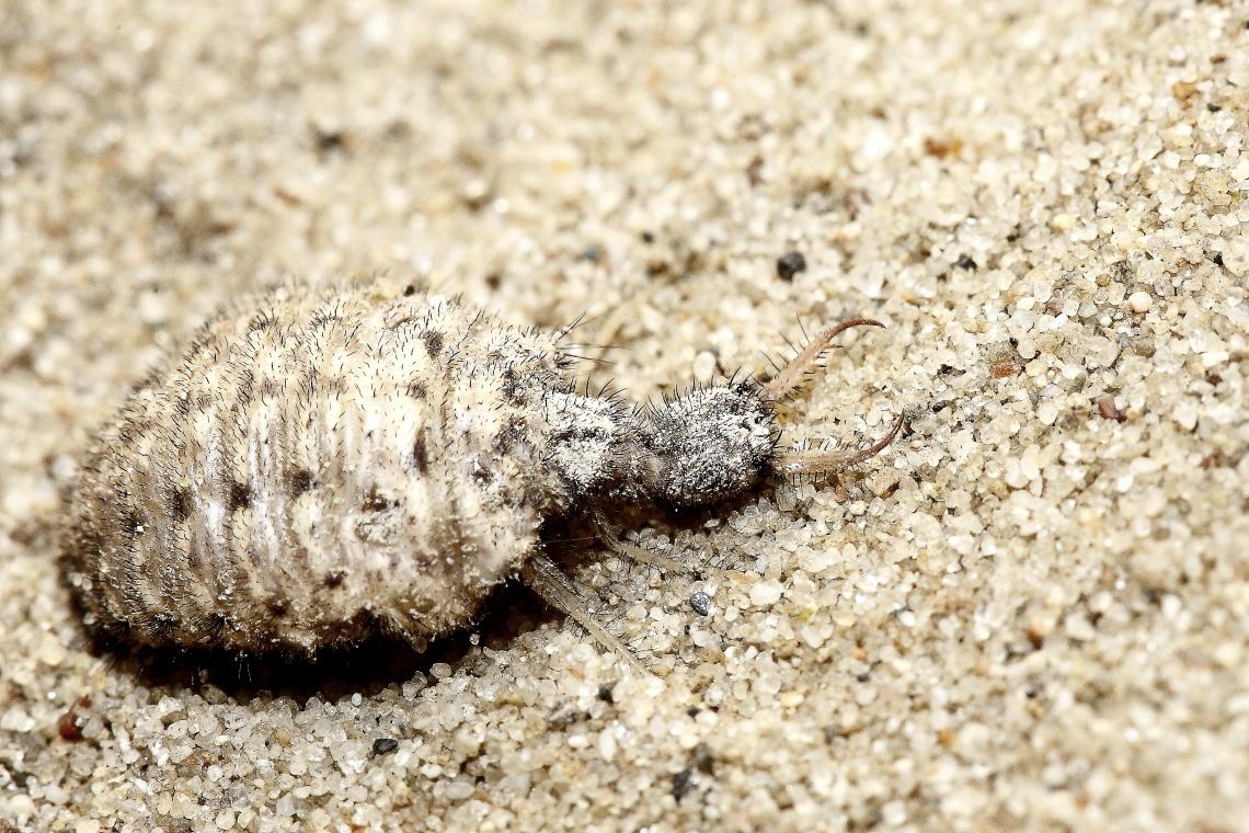 hangyaleso_larva_Budapest_20160712_Orban_Zoltan_0011.JPG