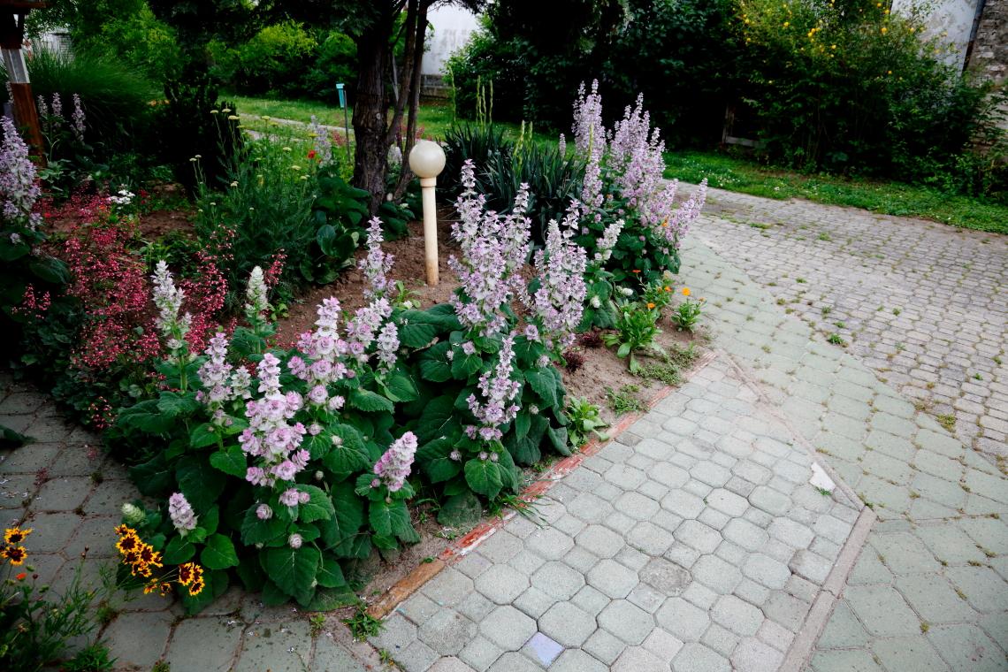 muskotalyzsalya_Tolna_20200607_Orban_Zoltan_09.JPG