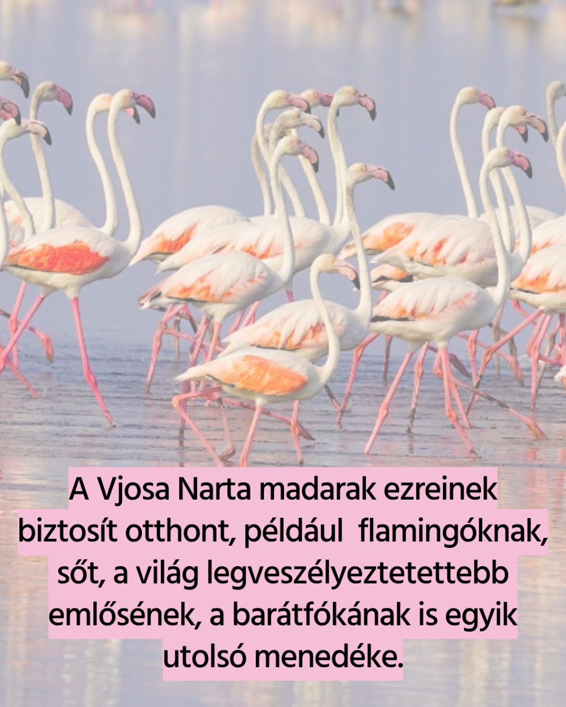 Vjosa-delta 