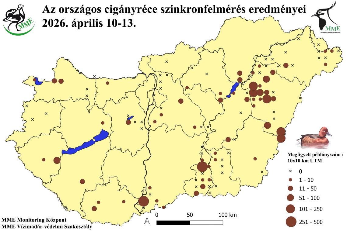 A 2026. évi országos tavaszi cigányréce szinkronszámlálás eredményei
