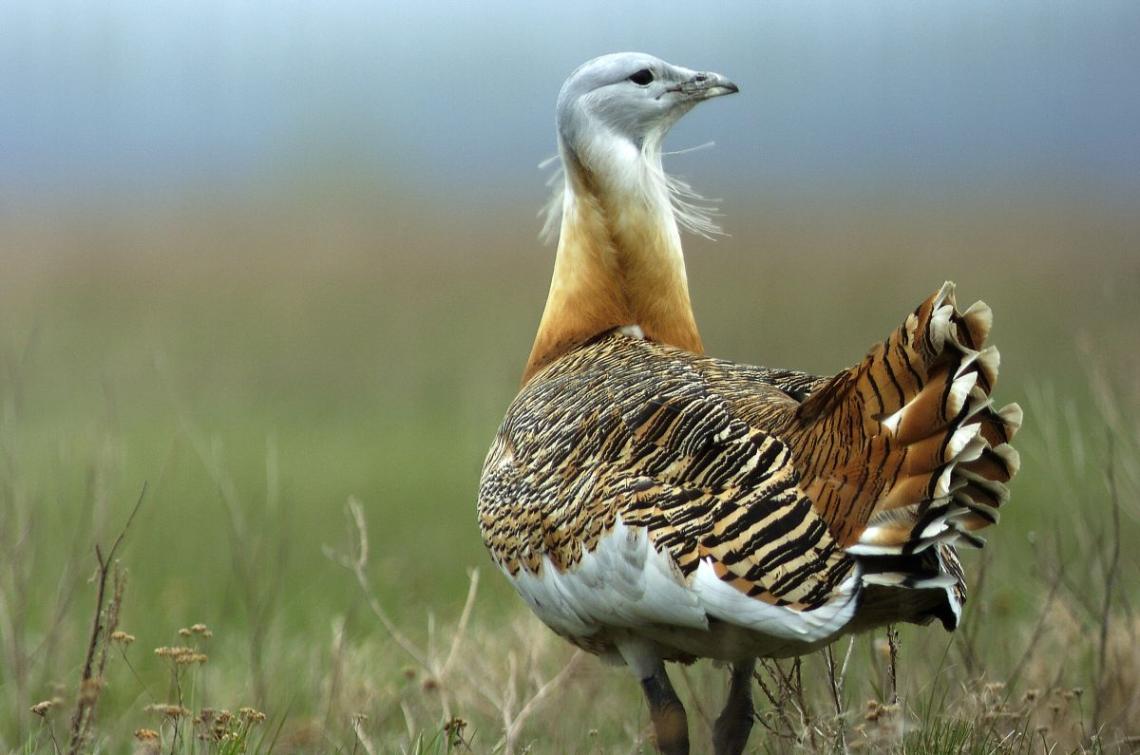 Túzok (Motko Béla)