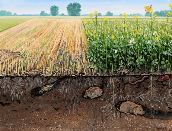 Élet a talajban, Zsoldos Márton grafikája