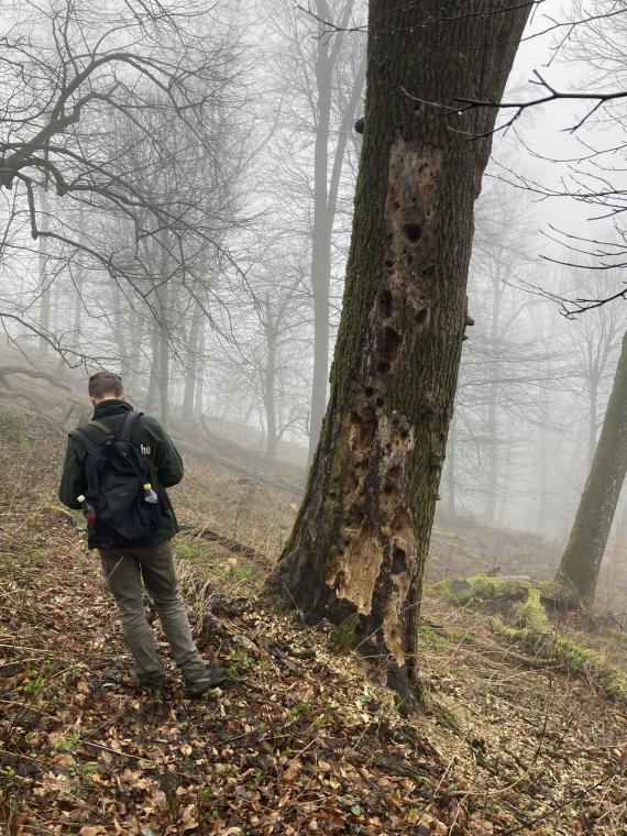 Harkályok táplálkozási nyomai