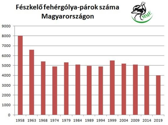 A fehérgólya-állomány változása, 1941-2019