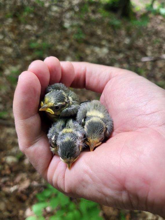 Kirepüléshez közel álló kék cinege fiókák (Fotó: Lendvai Csaba)