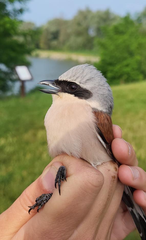 Hím tövisszúró gébics (Fotó: Lendvai Csaba)