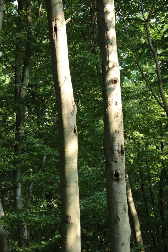 A kékgalambok szálláshelyéül szolgáló feketeharkály odúk mindig közel egymáshoz, sokszor ugyanazon a fán találhatóak, így néha több madárfaj is költ szinkronban a kékgalambokkal.