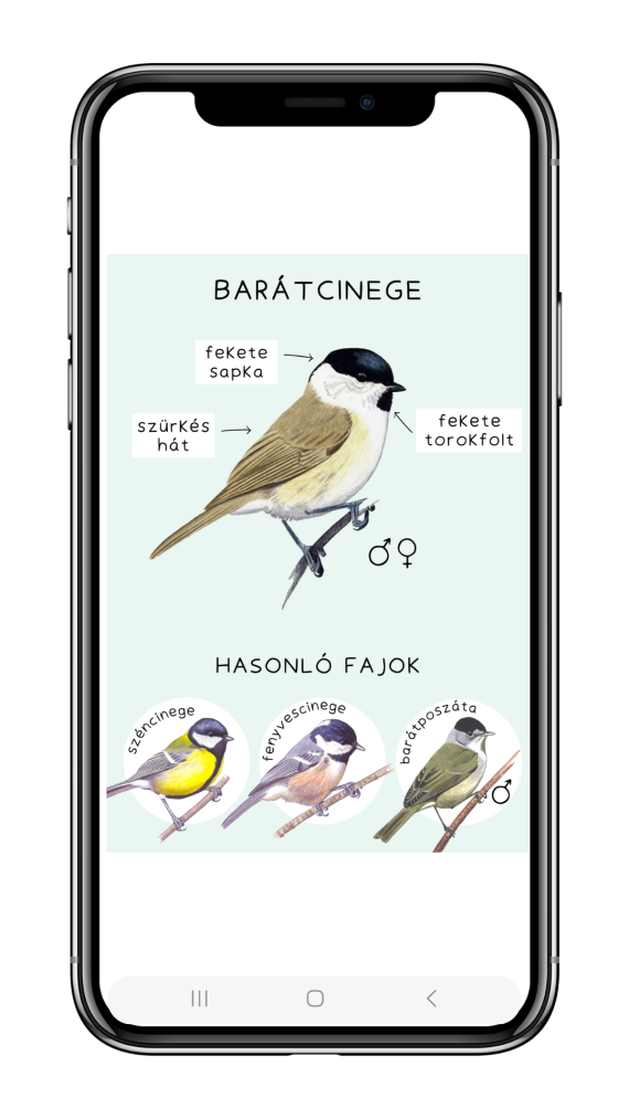 téli madárles határozó telefon makett1