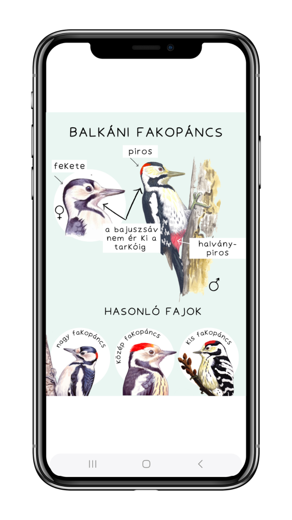 téli madárles határozó telefon makett2
