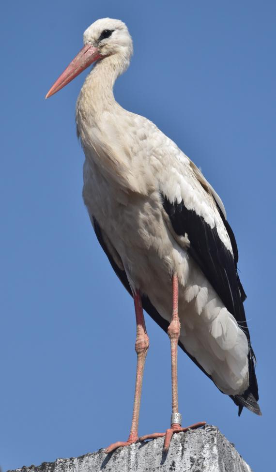 Legidősebb, gyűrűs fehér gólya Rábapatonán (Pitó Andor)