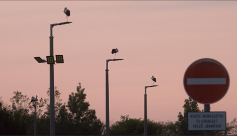 Pillanatkép pihenő fehér gólyákról (Fotó: Dr. Pitó Andor)