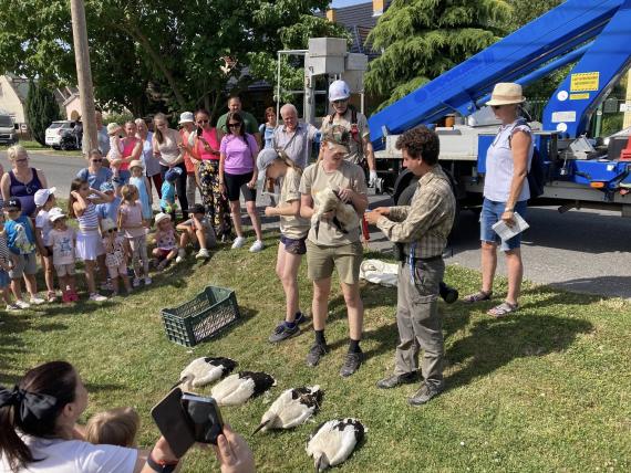 Gólyafiókák gyűrűzése Dunaszentpálon 2025. június 23-án. (Fotó: Bodor-Kasza Ágnes)