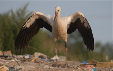 Osztrák gyűrűs fehér gólya Sashegyen (Fotó: Dr. Pitó Andor)