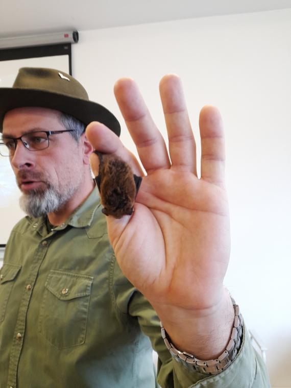 Bakonyi Denevérvédelmi Alapítvány mentett denevére