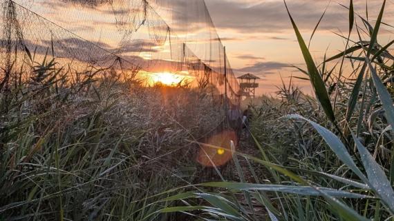 Napkelte a Hálóknál