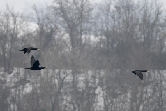Kárókatonák (Fotó: Bajor Zoltán)