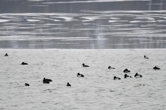 Récék az öbölben (Fotó: Bajor Zoltán)