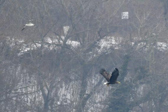 Rétisas (Fotó: Bajor