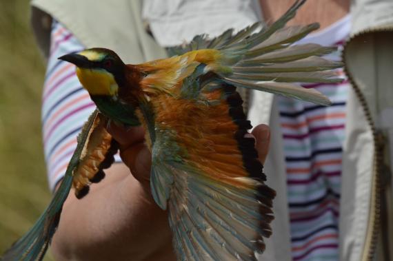 Gyurgyalaggyűrűzés Tótvázsonyban