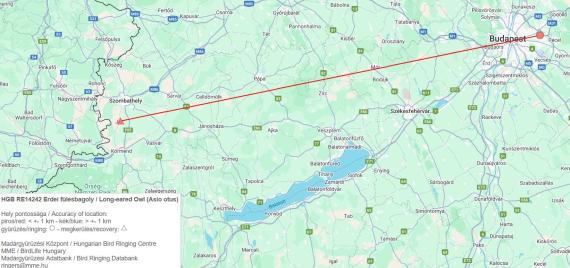 Erdei fülesbagoly megkerülés Jákon