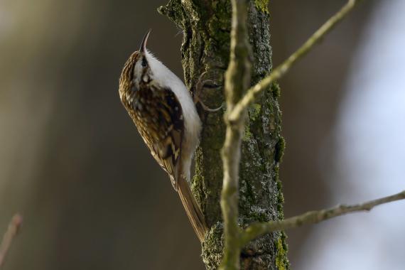 Hegyi fakusz (Fotó: Bajor Zoltán)