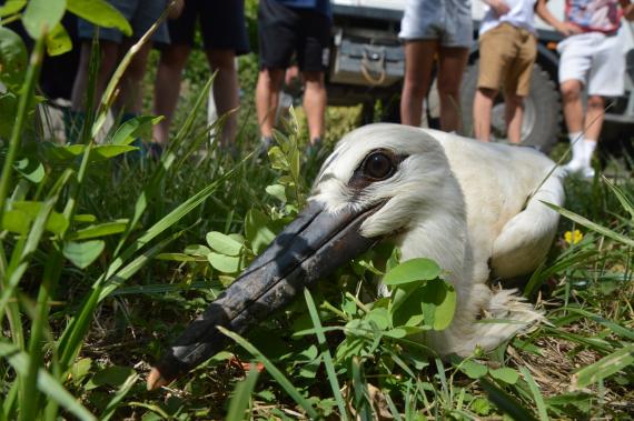 Veszprém megyei fehér gólya fióka 