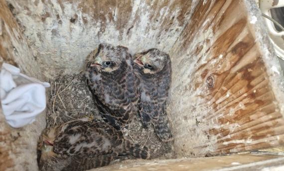 ​  D típusú odúban nevelkedő kék vércse fiókák (Fotó: Bodics Dániel)  ​