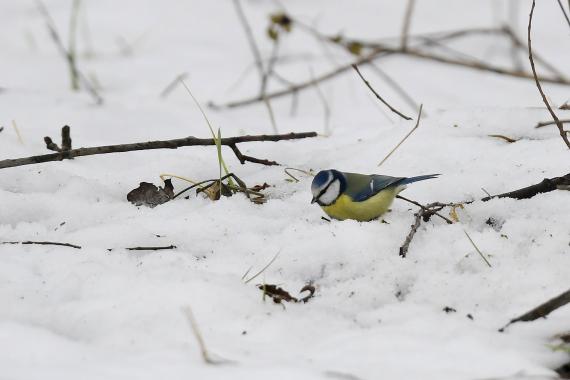 Kék cinege (Fotó: Bajor Zoltán)