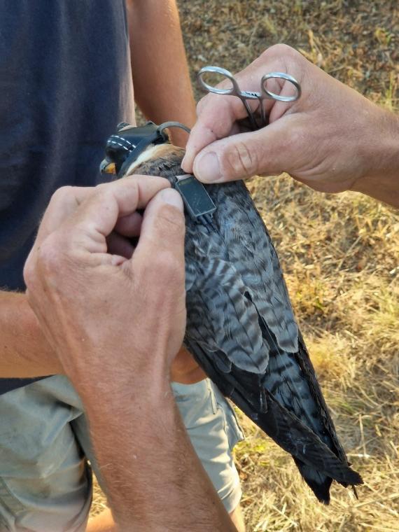 Költő kék vércse jeladózása (Fotó: Bodics Dániel)