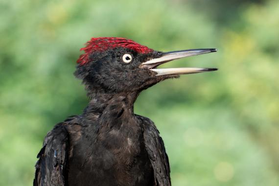 Fekete harkály (Fotó: Lendvai Csaba)