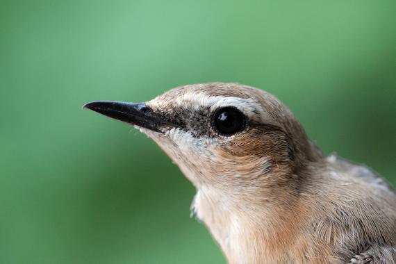 Hantmadár (Fotó: Lendvai Csaba)