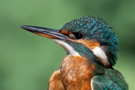 Örök kedvenc: jégmadár (Fotó: Lendvai Csaba)