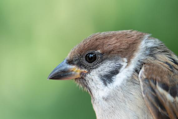 Fiatal mezei veréb (Fotó: Lendvai Csaba)